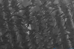 Rotwild im Maisfeld - für die Wärmebildkamera der Drohne kein Problem © spektakulAIR