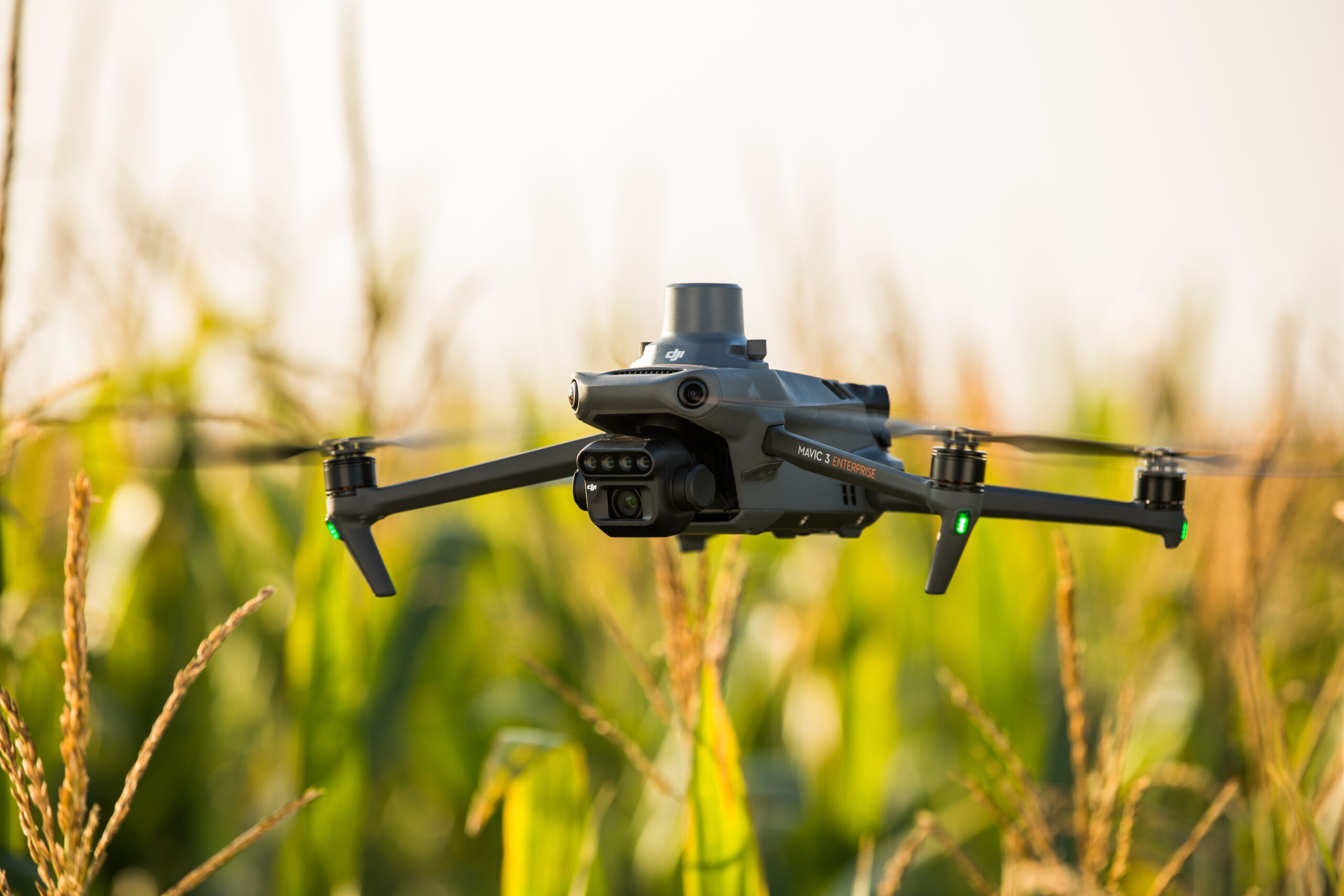 DJI Mavic 3 Multispectral mit Multispektralkamera fliegt knapp über einem Maisfeld