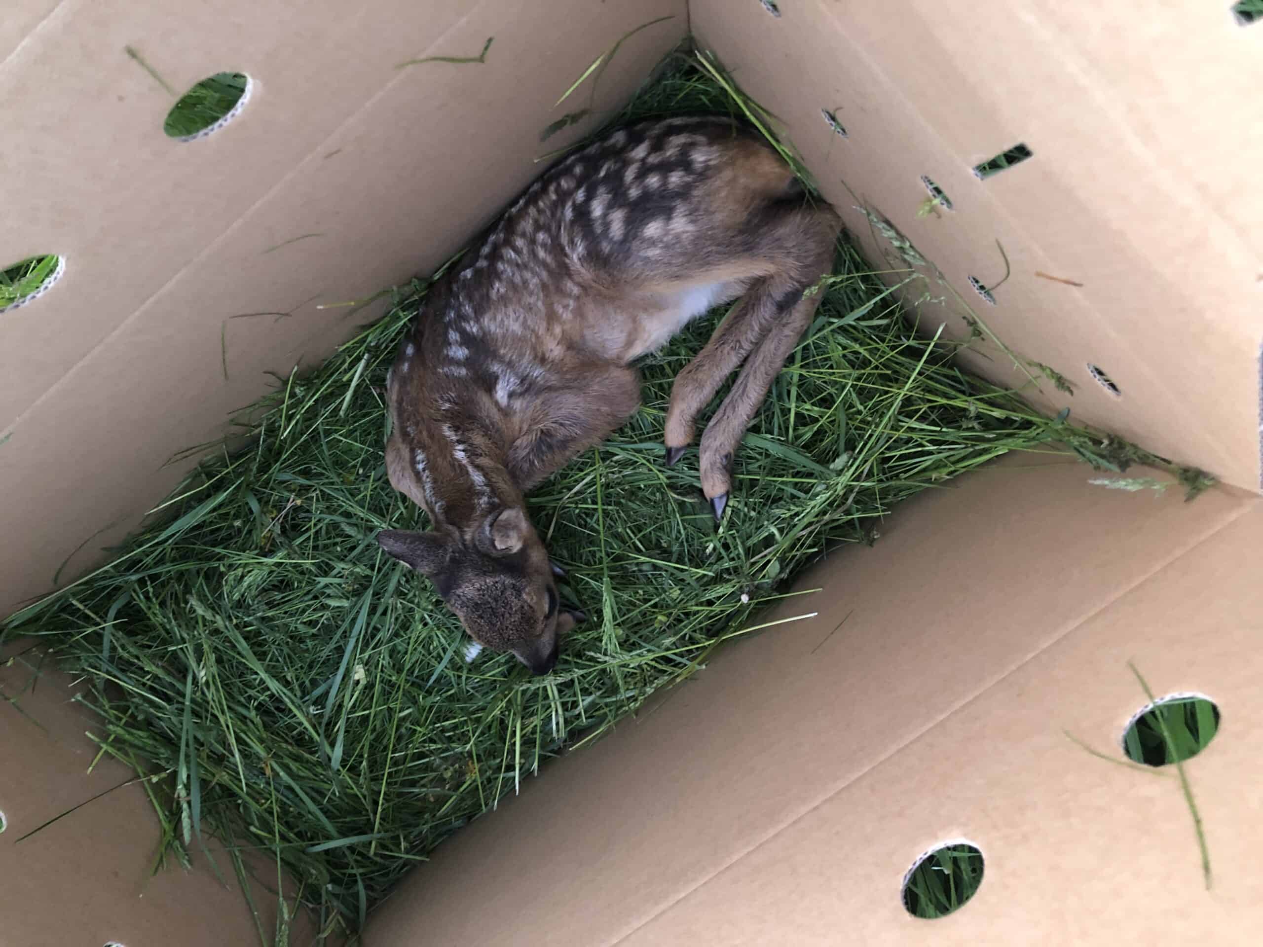 Gerettetes Rehkitz liegt auf frischem Gras in einem Karton mit Luftlöchern