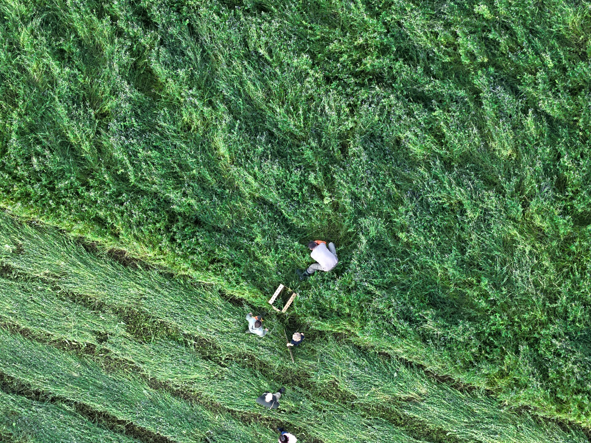 Helfer bergen ein Rehkitz in einer Wiese, aus der Luft gesehen