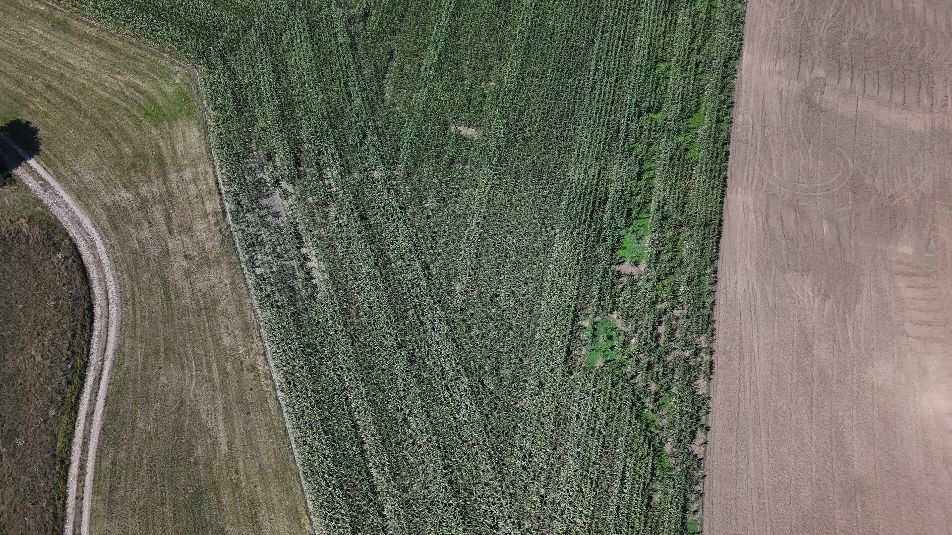 Senkrechtaufnahme eines Feldes mit sichtbaren Wildschäden